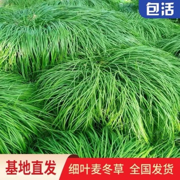 麦冬苗