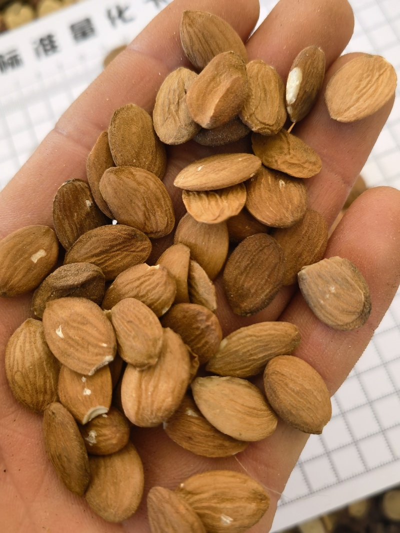桃仁，家桃仁大量现货1000g起批关书药业品质好