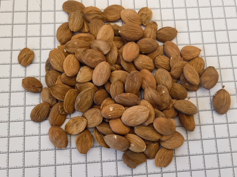 桃仁，家桃仁大量现货1000g起批关书药业品质好