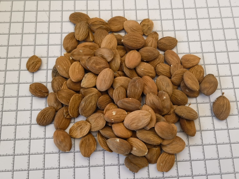 桃仁，家桃仁大量现货1000g起批关书药业品质好
