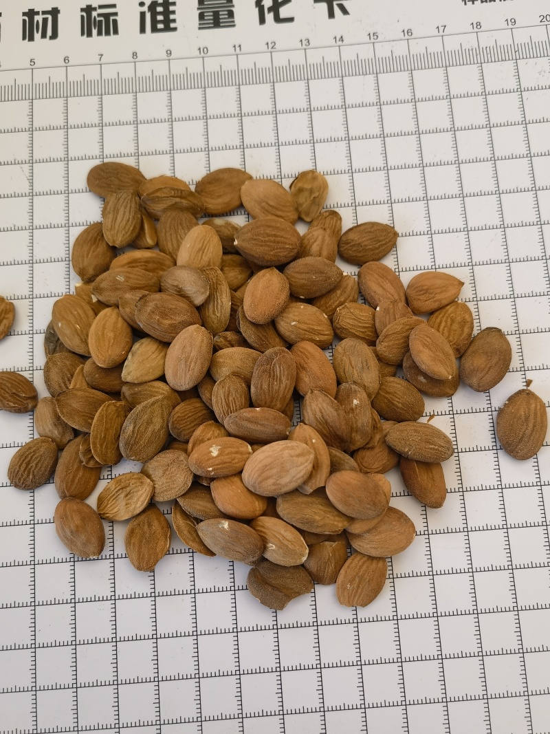 桃仁，家桃仁大量现货1000g起批关书药业品质好