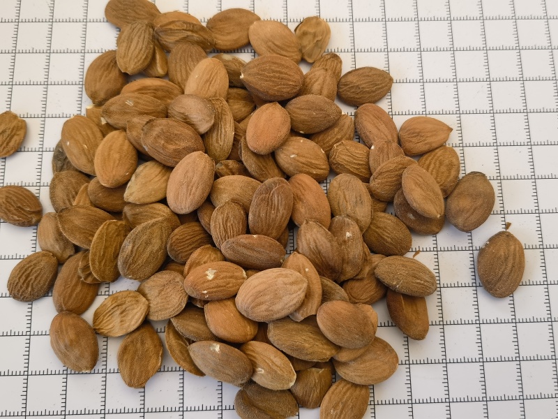 桃仁，家桃仁大量现货1000g起批关书药业品质好