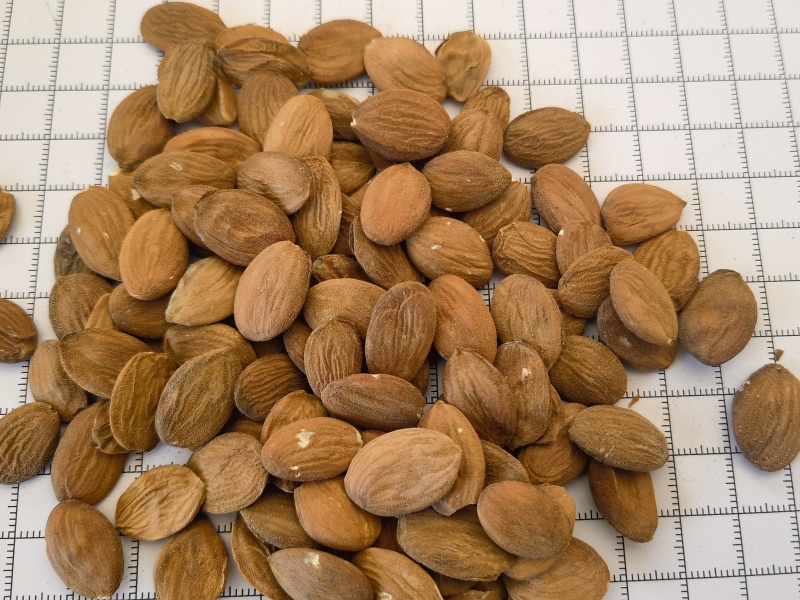 桃仁，家桃仁大量现货1000g起批关书药业品质好
