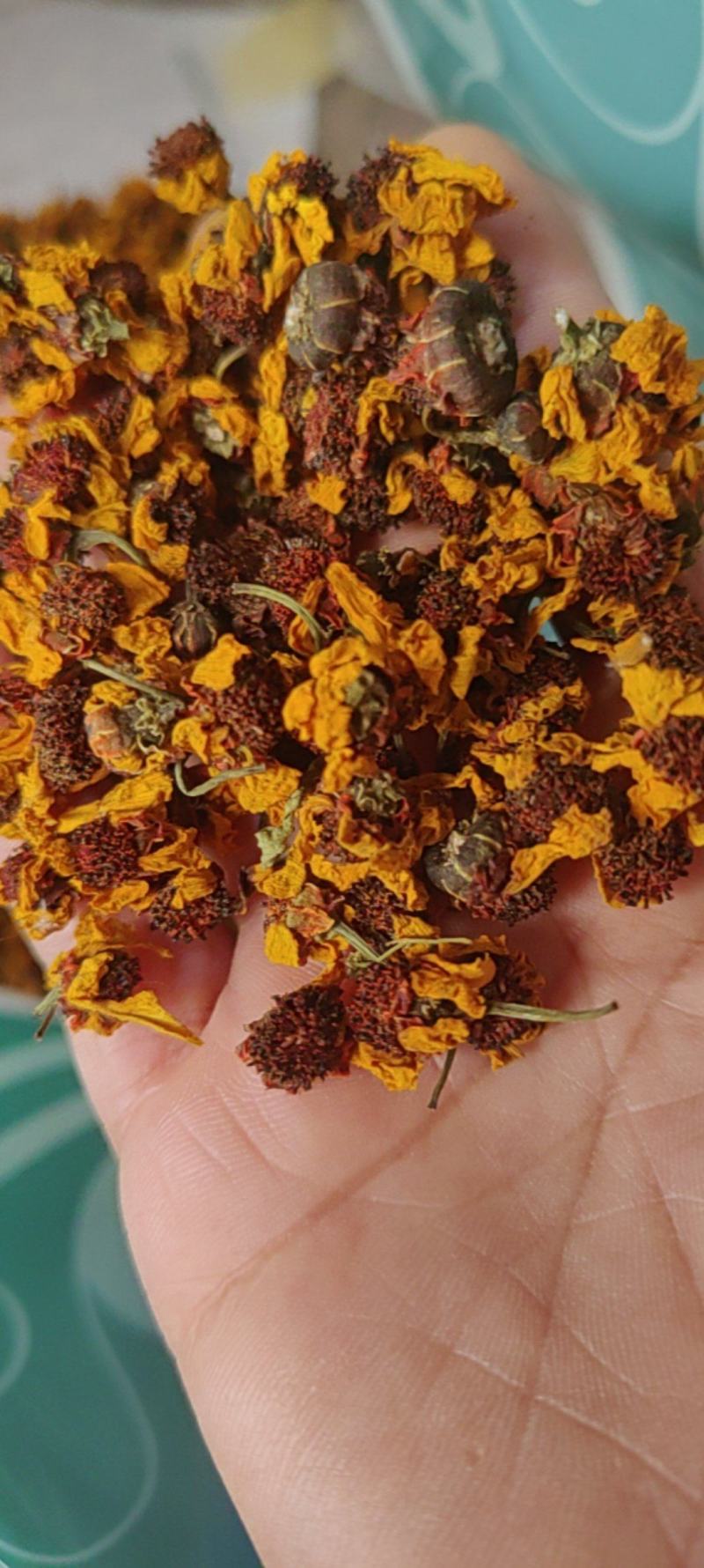 雪菊大货价格