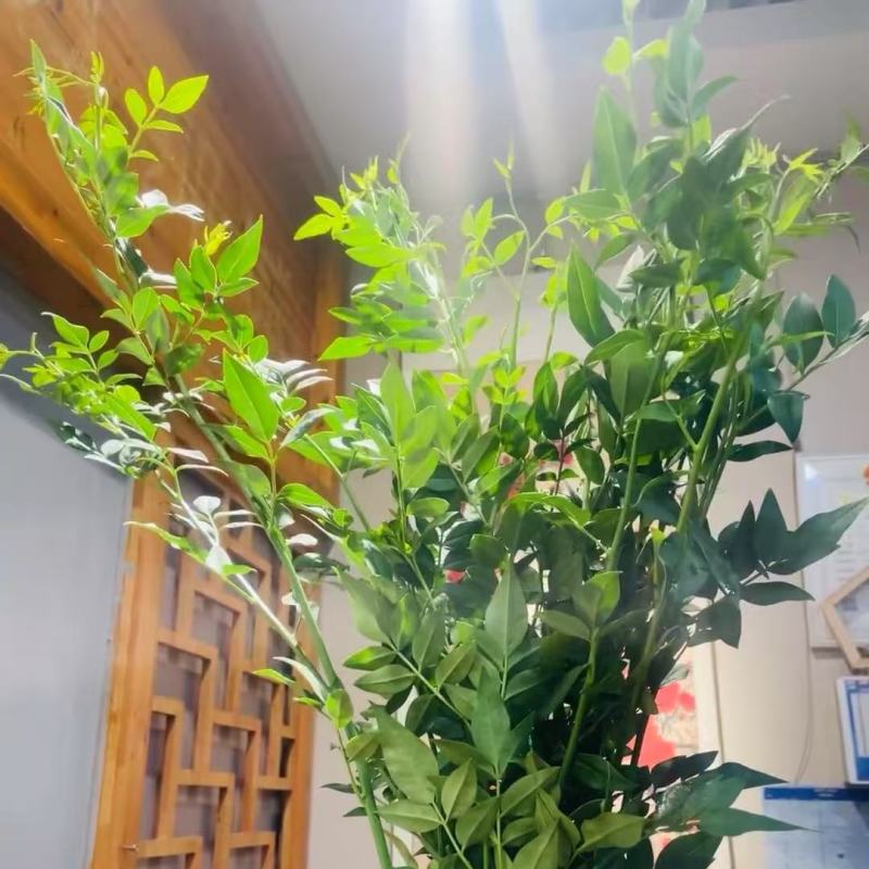 九星叶小苗无纺布袋苗带土发货云南基地直发盆栽花店新款品种