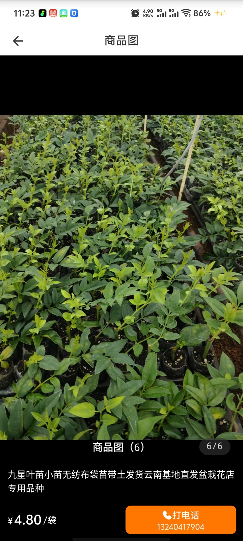 九星叶小苗无纺布袋苗带土发货云南基地直发盆栽花店新款品种