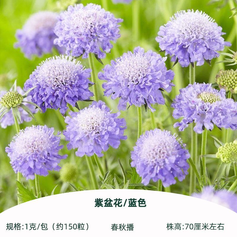 圣代花苗松虫草阳台花卉多年生耐寒耐热切花盆栽花苗植物