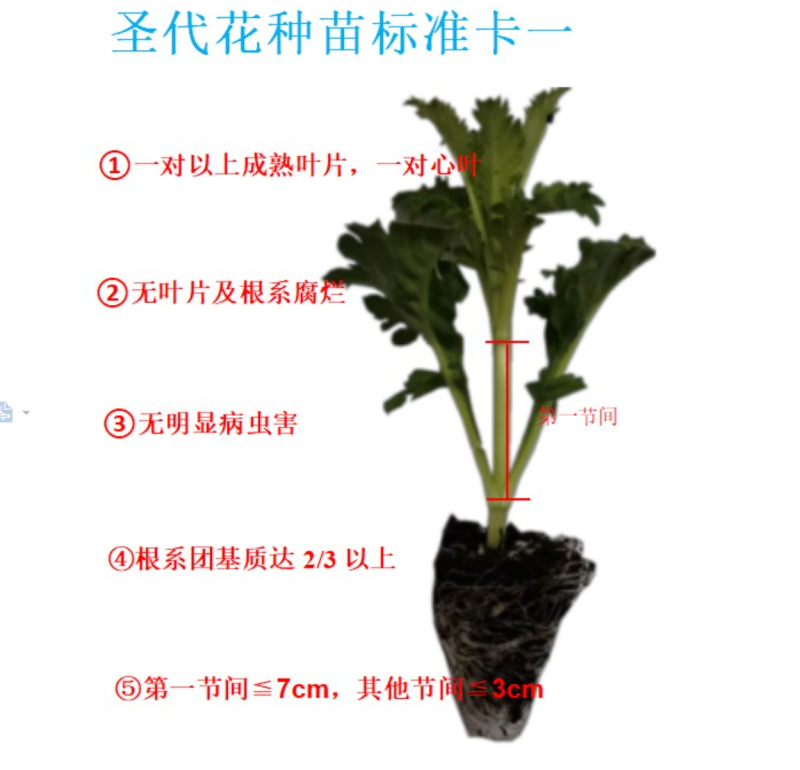 圣代花苗松虫草阳台花卉多年生耐寒耐热切花盆栽花苗植物