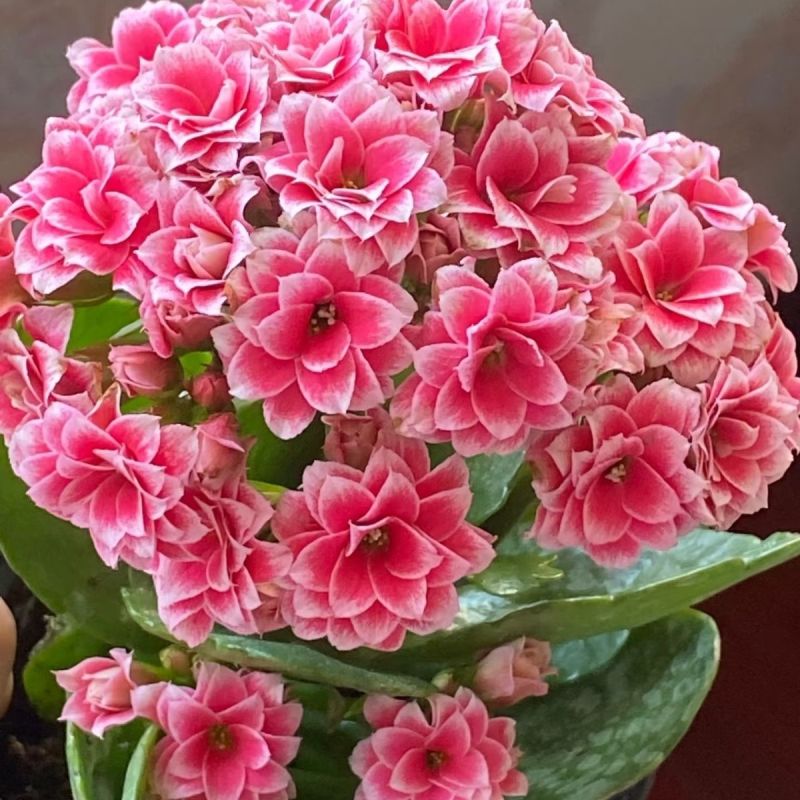 圣代花苗松虫草阳台花卉多年生耐寒耐热切花盆栽花苗植物
