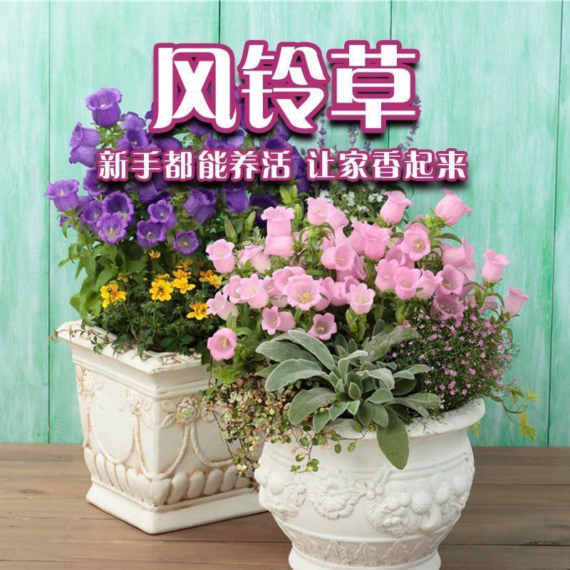 风铃花苗基地直发阳台观赏盆栽懒人高雅小清新四季开花易活耐