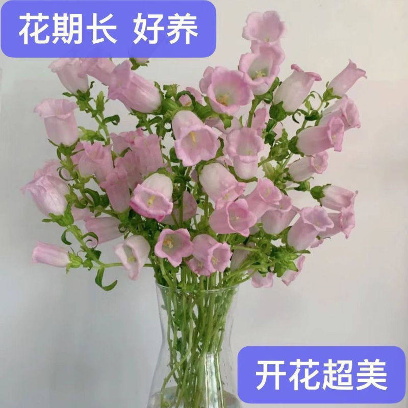 风铃花苗基地直发阳台观赏盆栽懒人高雅小清新四季开花易活耐
