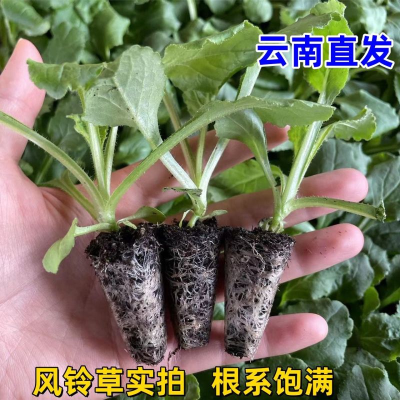 风铃花苗基地直发阳台观赏盆栽懒人高雅小清新四季开花易活耐