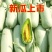 燕店香瓜博洋9号博洋61甜瓜玉菇燕店甜瓜实力供货产地直销