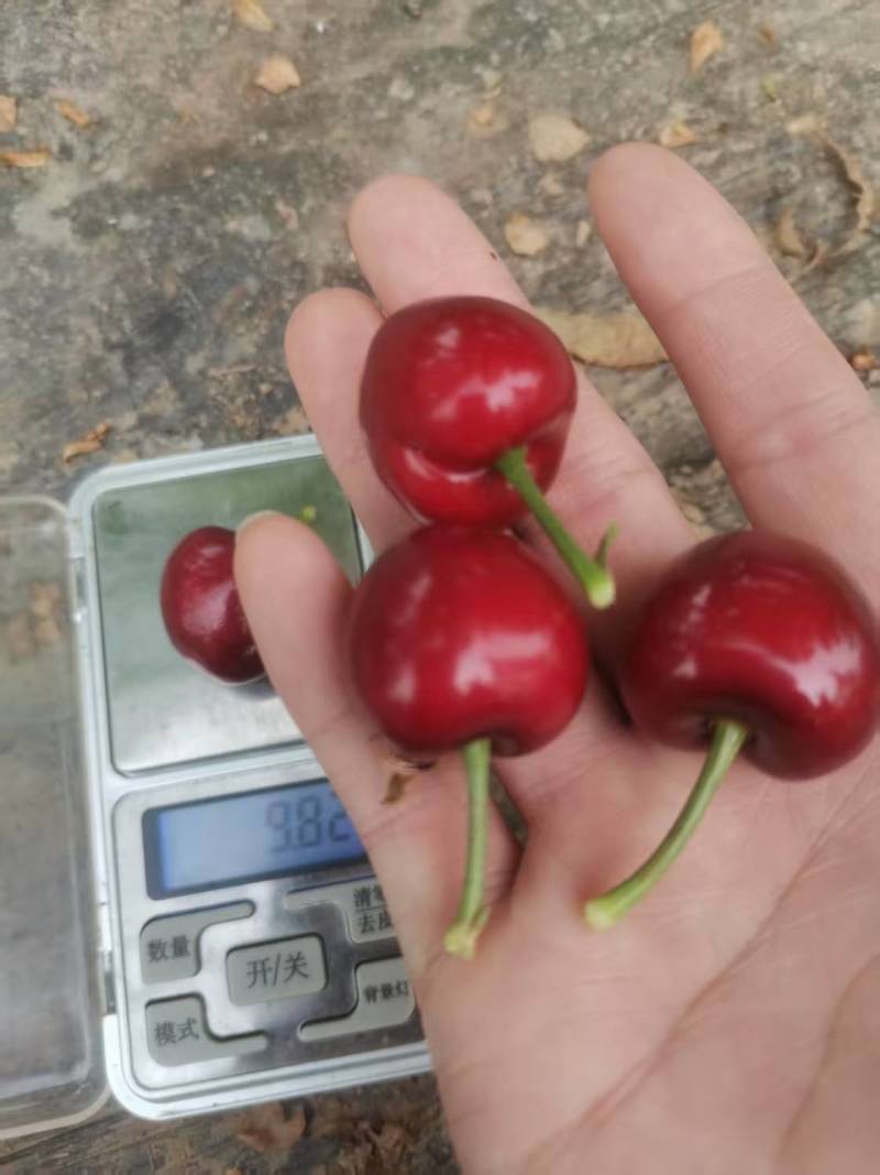 山东大棚樱桃大量上市，欢迎对接市场超市电商平台，等等，