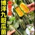 山东燕店甜瓜博洋久红瑞绿宝玉菇产地直销实力供货万亩大棚