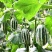 山东莘县白玉甜瓜玉菇博洋香瓜东方蜜万亩产地直销大量供货