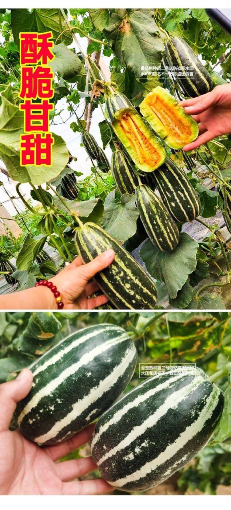山东莘县白玉甜瓜玉菇博洋香瓜东方蜜万亩产地直销大量供货