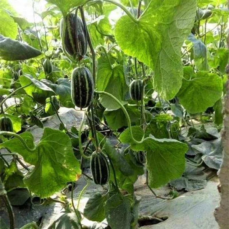 山东莘县白玉甜瓜玉菇博洋香瓜东方蜜万亩产地直销大量供货