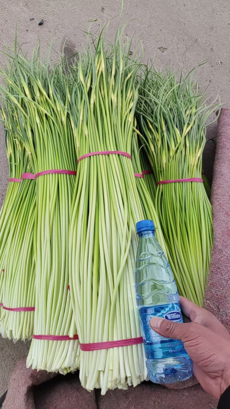山东蒜苔白帽蒜薹，大量供应，代发全国欢迎各位老板合作共赢