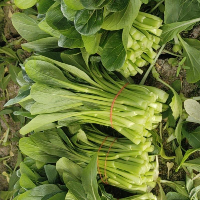 广东菜心