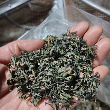 杜仲雄花批发一一一泡茶觉觉子