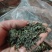 杜仲雄花批发一一一泡茶觉觉子