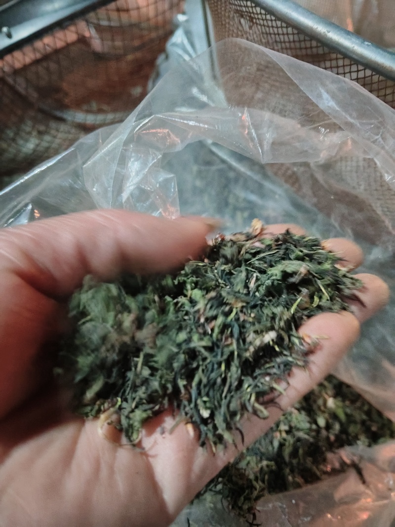 杜仲雄花批发一一一泡茶觉觉子