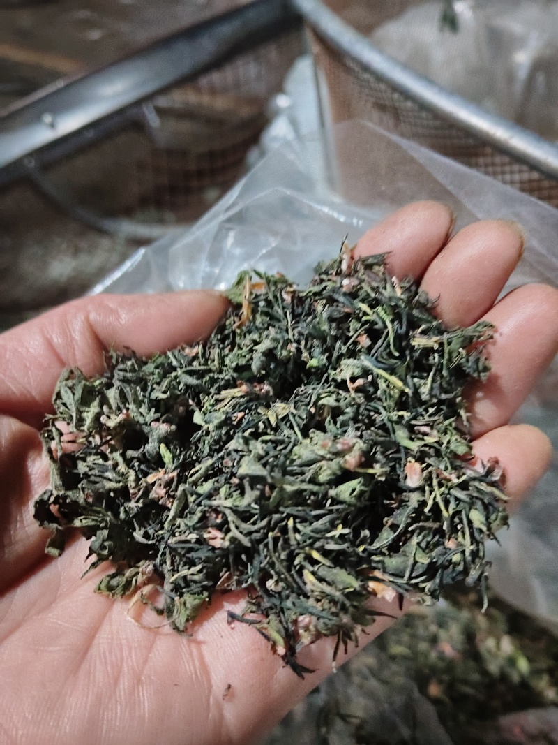 杜仲雄花批发一一一泡茶觉觉子