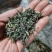 杜仲雄花批发一一一泡茶觉觉子