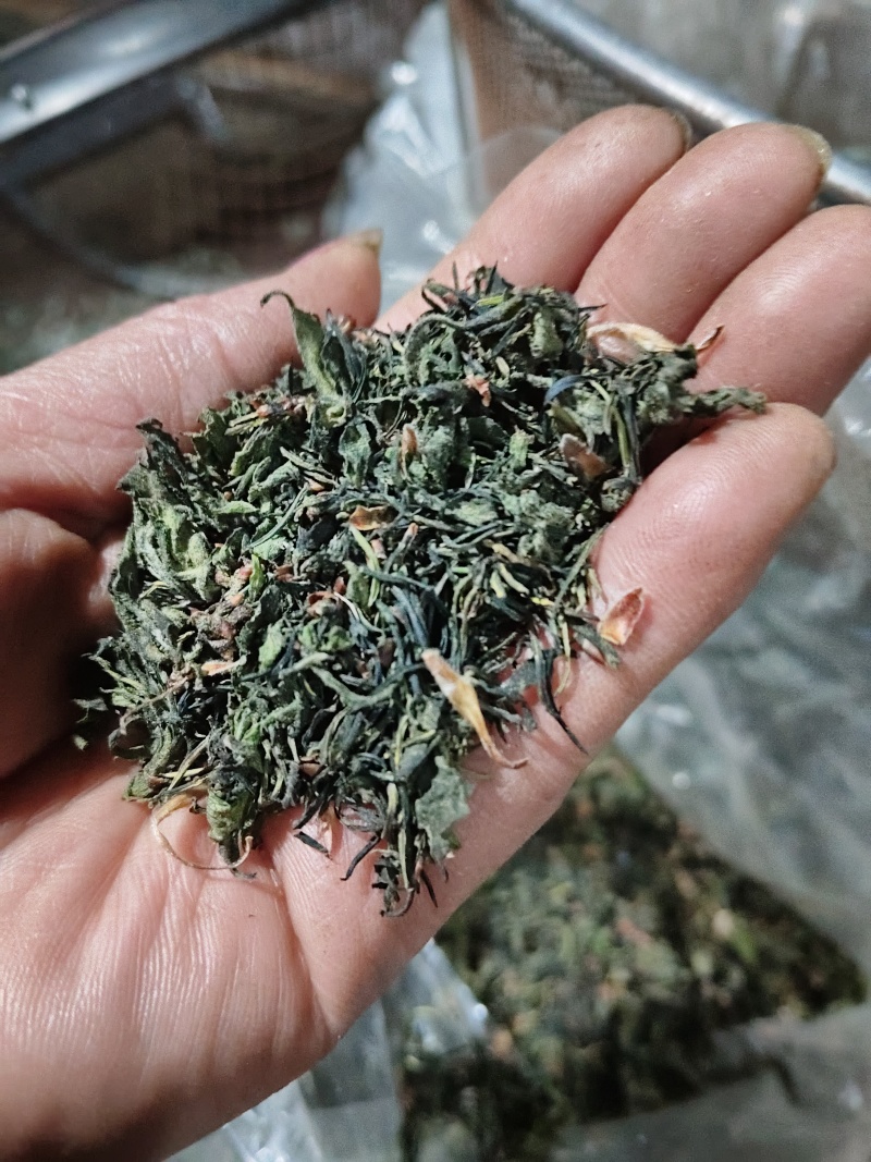 杜仲雄花批发一一一泡茶觉觉子
