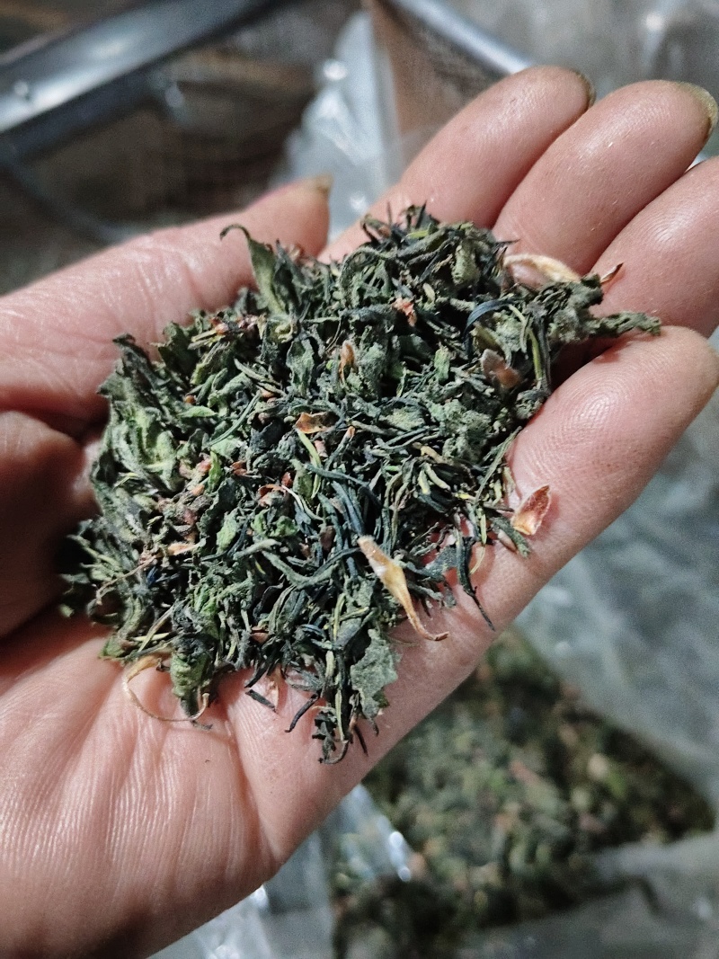 杜仲雄花批发一一一泡茶觉觉子