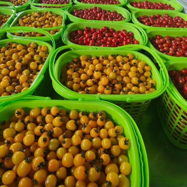 精品小番茄