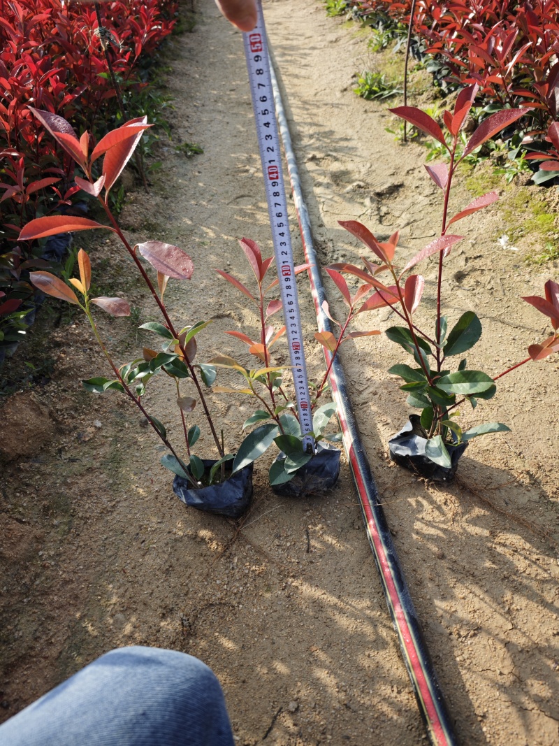 红叶石楠高度25到35大杯小杯都有现货