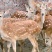 【热卖】梅花鹿基地直销量大质优价格优惠一手货源