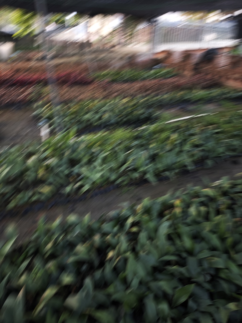 一叶兰高度20到30厘米袋苗小杯种植基地现货