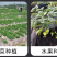 白色农用地膜保温保湿育苗蔬菜果园大棚小供棚膜