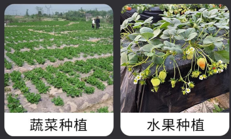 白色农用地膜保温保湿育苗蔬菜果园大棚小供棚膜