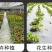 白色农用地膜保温保湿育苗蔬菜果园大棚小供棚膜