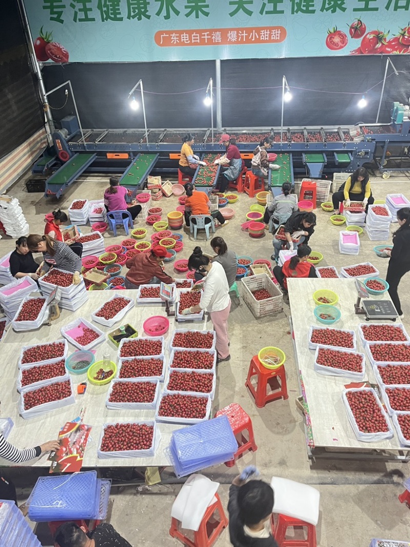广东电白千禧圣女果产地一手新鲜货源口感好甜度高