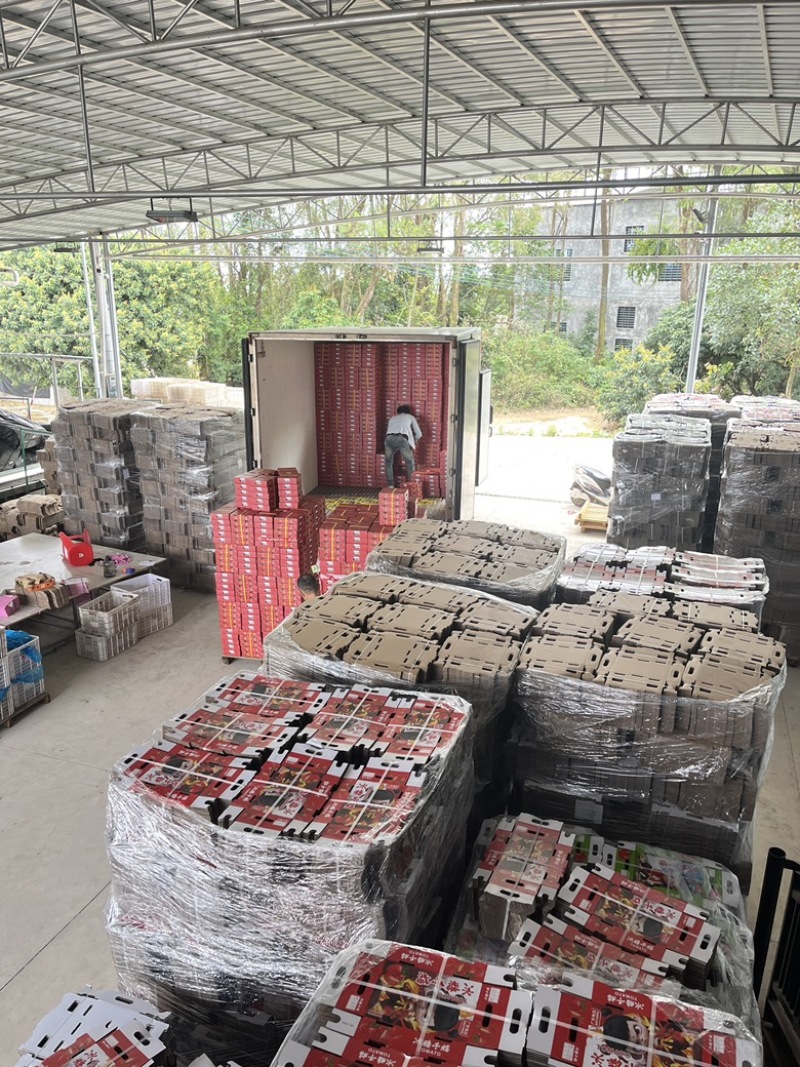 广东电白千禧圣女果产地一手新鲜货源口感好甜度高