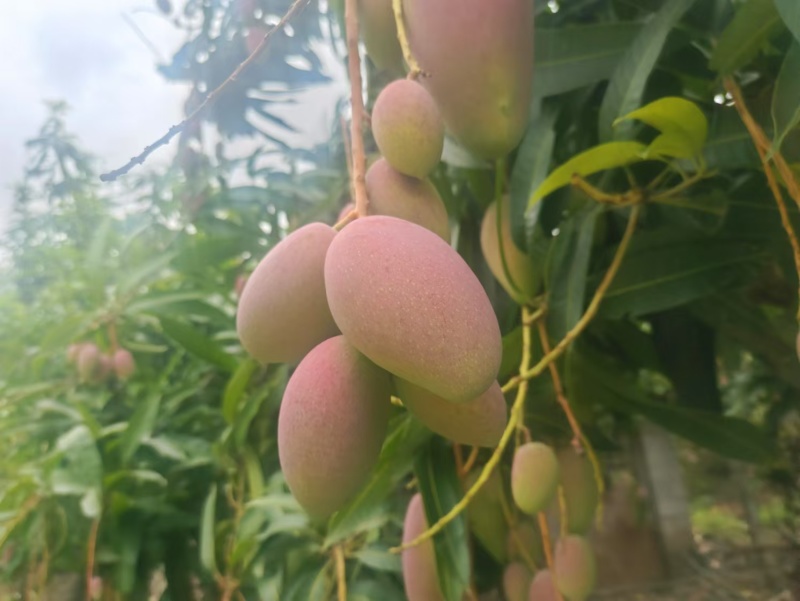云南元江金凤凰，欢迎老板来电。