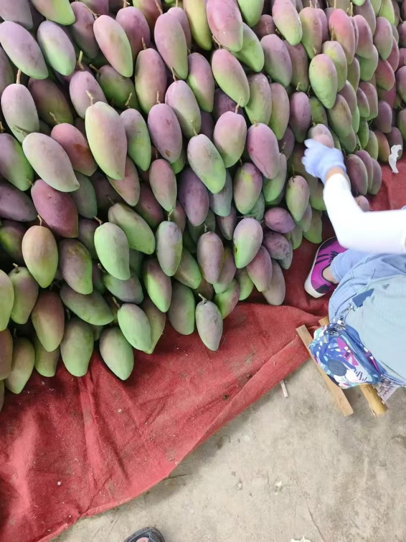 云南元江金凤凰，欢迎老板来电。