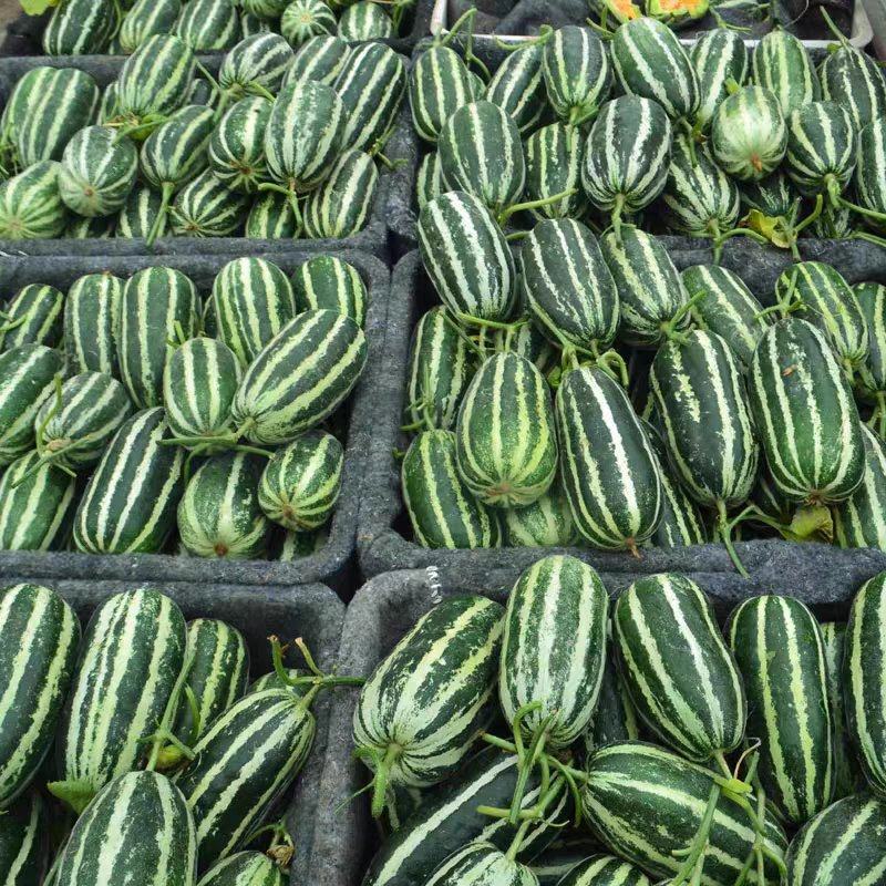 燕店博洋9号甜瓜玉菇甜瓜绿宝甜瓜香瓜实力供货产地直销