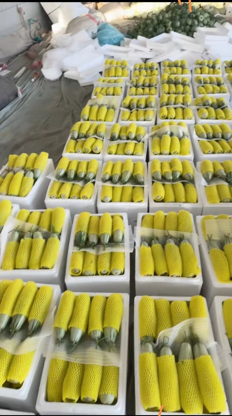 燕店博洋9号甜瓜玉菇甜瓜绿宝甜瓜香瓜实力供货产地直销