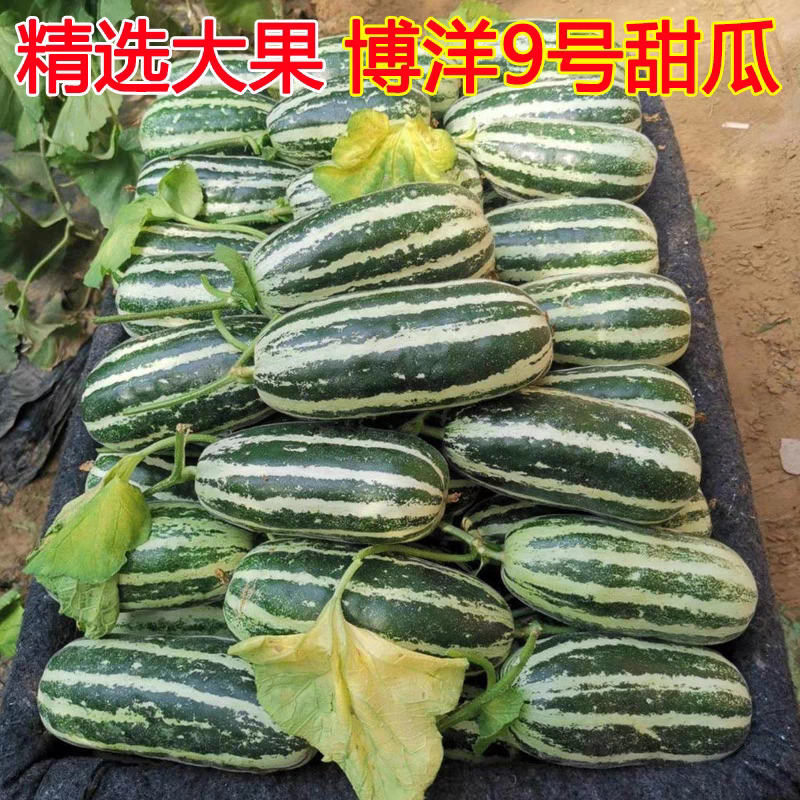 燕店博洋9号甜瓜玉菇甜瓜绿宝甜瓜香瓜实力供货产地直销