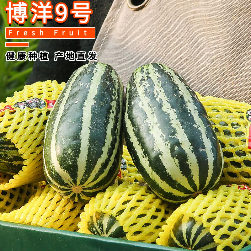 燕店博洋9号甜瓜玉菇甜瓜绿宝甜瓜香瓜实力供货产地直销