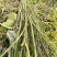 大量，供应商应三叶青藤苗20一斤