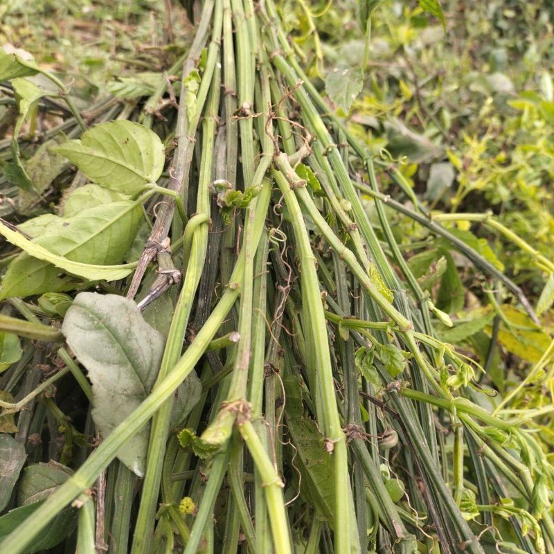 大量，供应商应三叶青藤苗20一斤