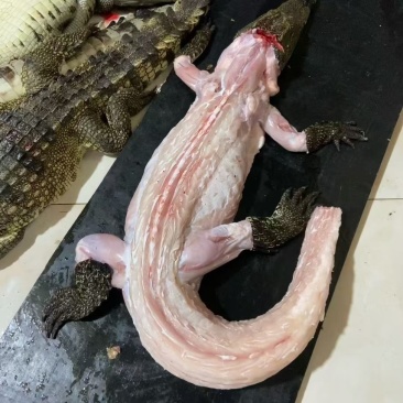 鳄鱼肉
