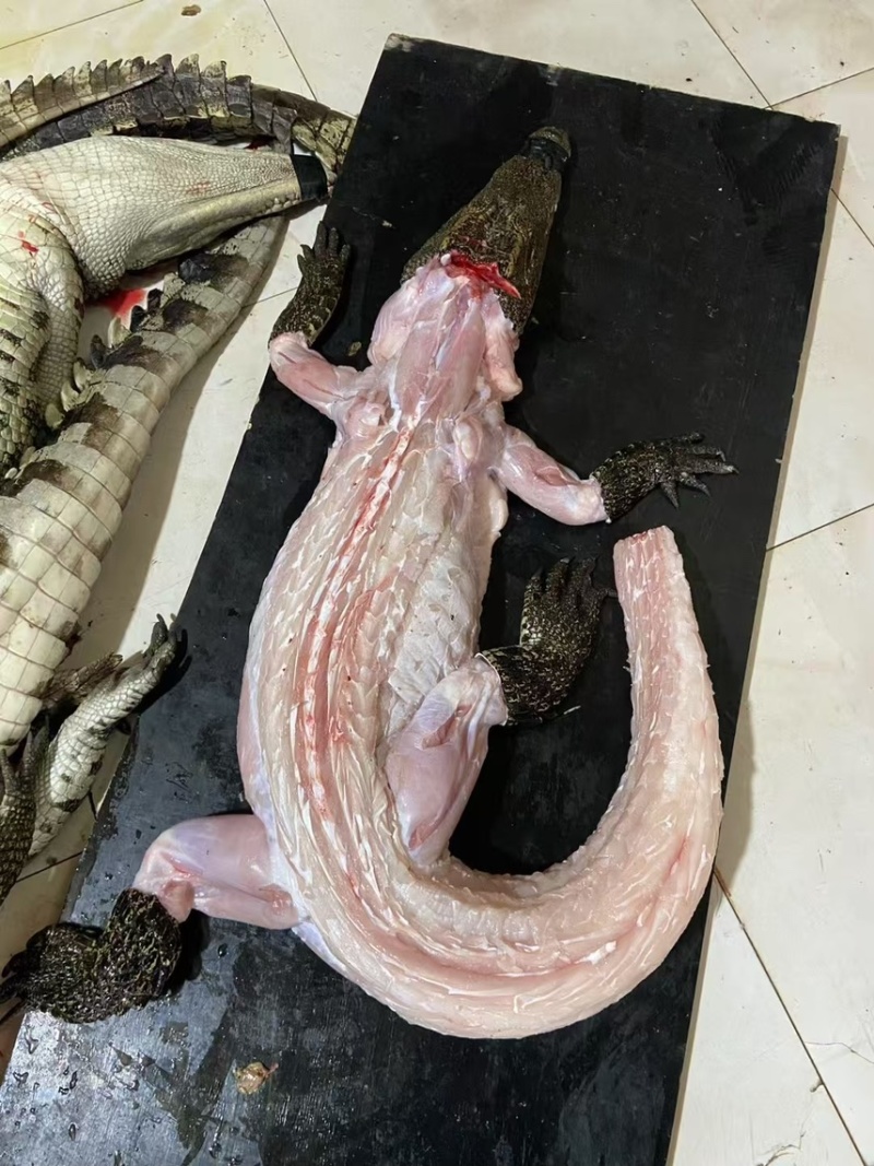 鳄鱼肉